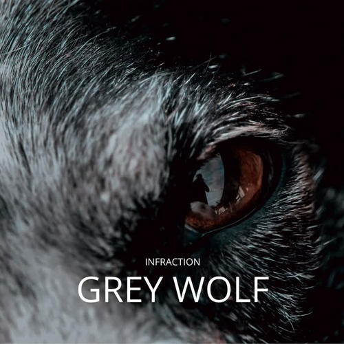 grey wolf