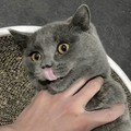 连山雀