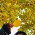 可爱的小灰灰想要一把平底锅