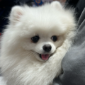 麦子小姐