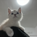 TKHG猫大喵