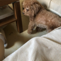 樂樂