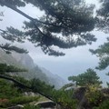 天空的飞鱼