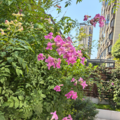 邱建飞