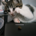 小刚