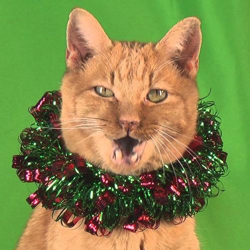 Jingle Cats资料,Jingle Cats最新歌曲,Jingle CatsMV视频,Jingle Cats音乐专辑,Jingle Cats好听的歌