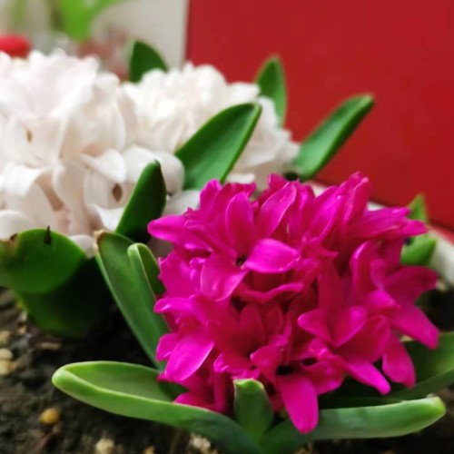 娟资料,娟最新歌曲,娟MV视频,娟音乐专辑,娟好听的歌