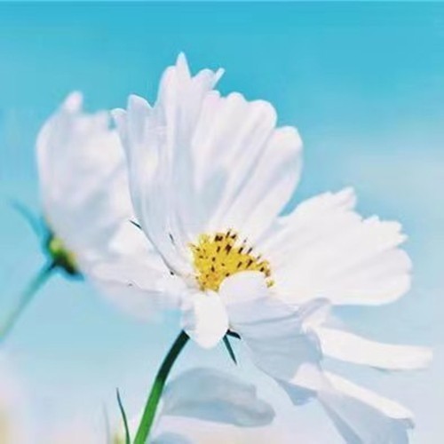 老季资料,老季最新歌曲,老季MV视频,老季音乐专辑,老季好听的歌