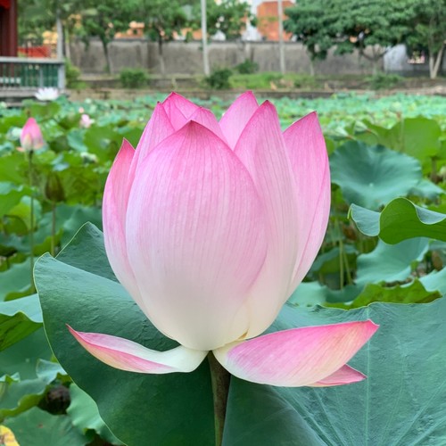 童子奶资料,童子奶最新歌曲,童子奶MV视频,童子奶音乐专辑,童子奶好听的歌