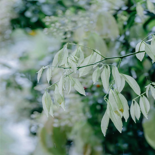 雨声催眠曲资料,雨声催眠曲最新歌曲,雨声催眠曲MV视频,雨声催眠曲音乐专辑,雨声催眠曲好听的歌