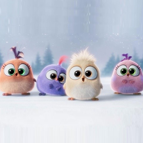 The Hatchlings资料,The Hatchlings最新歌曲,The HatchlingsMV视频,The Hatchlings音乐专辑,The Hatchlings好听的歌