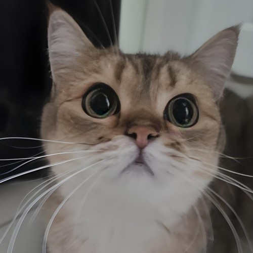 华流晓顶流 EchoNate资料,华流晓顶流 EchoNate最新歌曲,华流晓顶流 EchoNateMV视频,华流晓顶流 EchoNate音乐专辑,华流晓顶流 EchoNate好听的歌