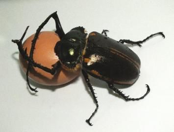 阳长臂金龟.