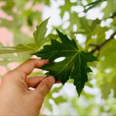 歌手坏掉De小孩的头像