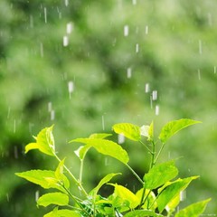 歌手心雨的头像