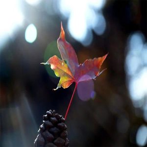 辰音坊《绵绵细雨》