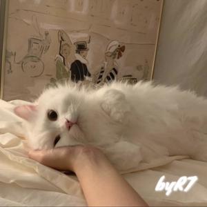 byR7《咖啡馆和猫》
