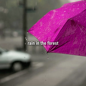 Sound Effects Library&Sound Effects Factory&Sound Effects《rain at night》
