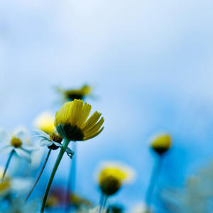 mahalin《我们是谁 单身狗》