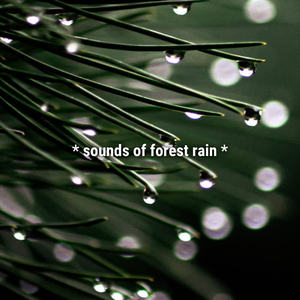 Sound Effects Library&Sound Effects Factory&Sound Effects《sounds of forest rain》