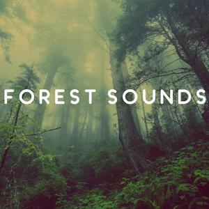Rainforest《Birds of the Forest》