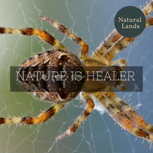 Adriana Bauer Nature Collective《Relaxed Night Lake Atmosphere》[MP3_LRC]