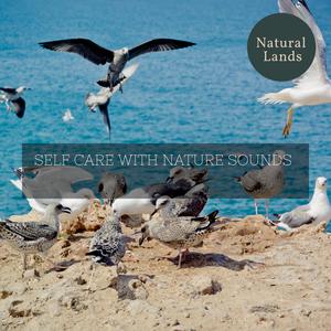 Mr. Austin Nature Hub《Birds Sing Perched on Branches》[MP3_LRC]