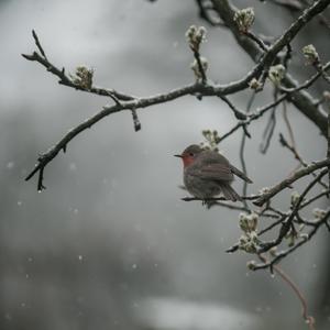 Rain Balance《Rain with soothing bird noises for sleep part two (loopable)》