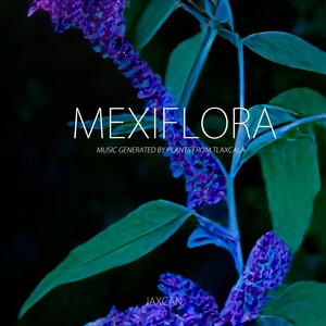 Jaxcan《Dasylirion acrotrichum (Sierrilla, palma sierrilla, cucharilla)》