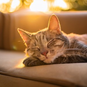 La vida en Legato&Experiencia de piano y olas del océano&Piano Jazz Lujo《Reflexiones Del Gato Durmiendo》