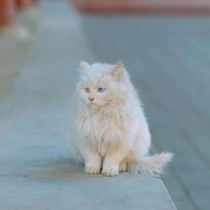 大大头针《我的一个道姑朋友》