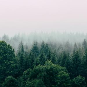 Cozy Forest Ambient《Sense》