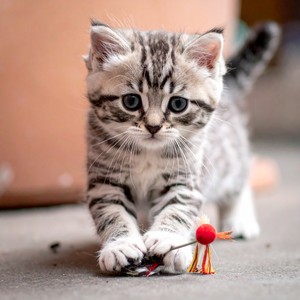 Sonidos de la Naturaleza para Gatos&Música para Gatos Tranquilos&Relajación Total para Gatos《Bigotes Se Mueven En Reposo Tierno》