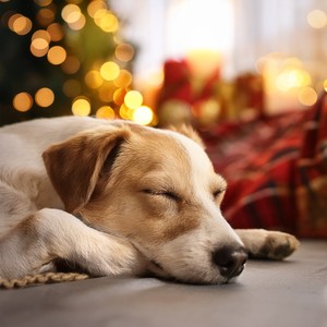 Perro dormir&Avenida fría&Paisajes Sonoros de Ruido《Melodías Tranquilas Para El Estrés》