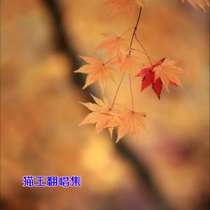 猫王《思念陪着鸿雁飞》