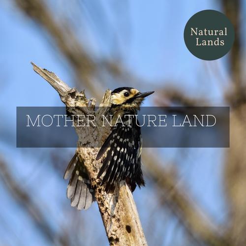 Mother Nature Land