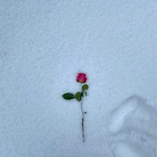 Flower in the snow(Explicit)Dtmronmp3免费在线下载播放歌曲宝找歌就用歌曲宝MP3音乐高品质在线免费下载