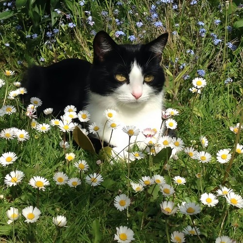 洛克王国BGM (长笛版)