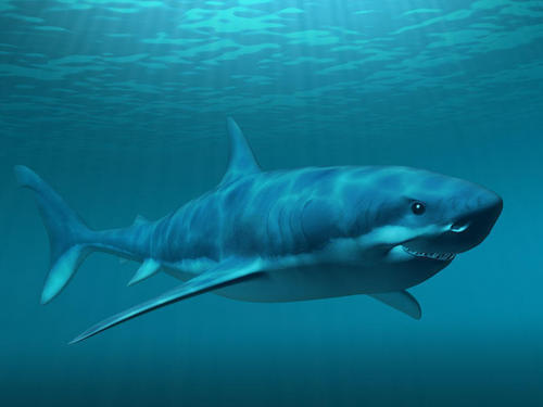 鱼多久不吃会饿 1280508528535.jpg