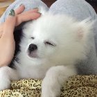 兔兔の爸