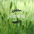风吹麦浪