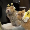 东音