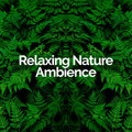 Relaxing Nature Ambience&Calming Rainforest Sounds&A Sudden Rainstorm