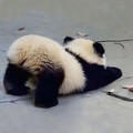 伴声&素素