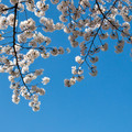 RWEG桂芹