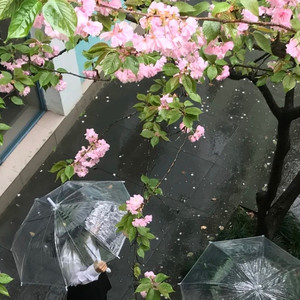 治愈留声机 I 雨滴敲打记忆的琴键