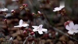 Secret Garden - The Promise