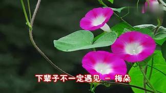 下辈子不一定遇见封面